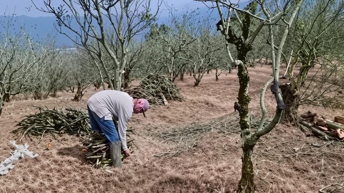 Petani di Kota Batu sedang membongkar pohon apel dan beralih ke komoditas lain