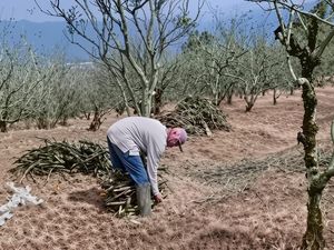 Lahan Apel di Kota Batu Semakin Menyusut, Petani Pilih Beralih Tanaman