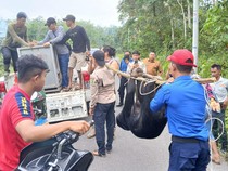 Momen Evakuasi Beruang Madu yang Terjerat Jebakan Warga di Inhu