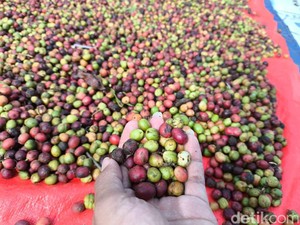 Upaya Kopi Kuningan Naik Kelas