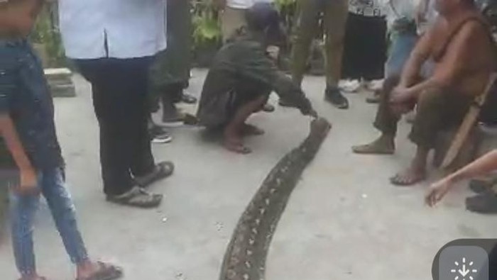 Ular piton 6,5 meter di Bone Bolango dibunuh warga usai telan babi.