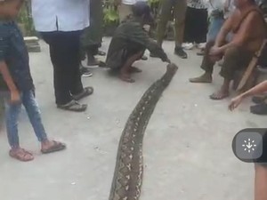 Ular Piton 6,5 Meter yang Telan Babi di Bone Bolango Dijual Rp 500 Ribu