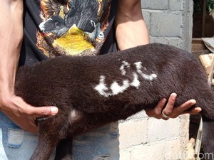 Fakta-fakta Domba Berlafaz Allah di Temanggung hingga Ditawar Rp 35 Juta