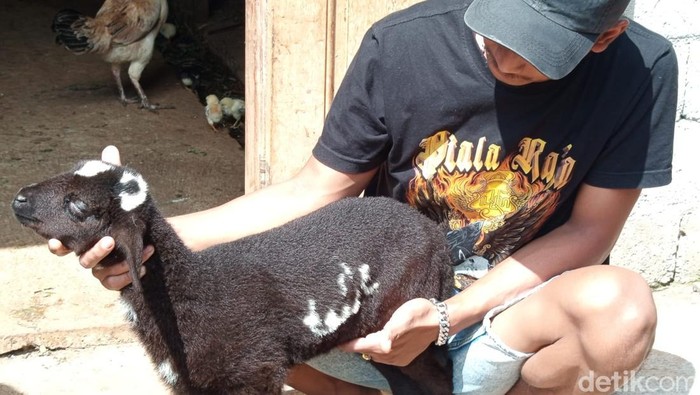 Penampakan domba milik Imam Samudra (27) warga Kauman, Desa Ngropoh, Kecamatan Kranggan, Kabupaten Temanggung yang di kulitnya mirip lafaz Allah, Rabu (16/7/2025).