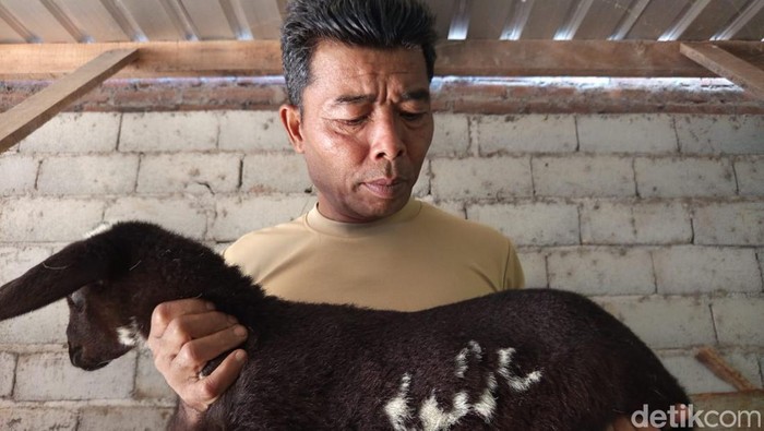 Penampakan domba milik Imam Samudra (27) warga Kauman, Desa Ngropoh, Kecamatan Kranggan, Kabupaten Temanggung yang di kulitnya mirip lafaz Allah, Rabu (16/7/2025).