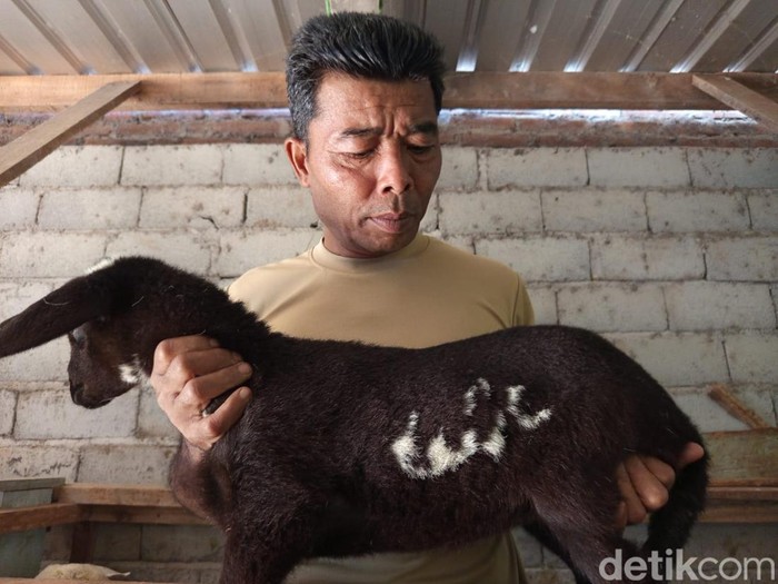 Penampakan domba milik Imam Samudra (27) warga Kauman, Desa Ngropoh, Kecamatan Kranggan, Kabupaten Temanggung yang di kulitnya mirip lafaz Allah, Rabu (16/7/2025).