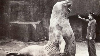 Anjing Laut Gajah Sangat Besar Bernama Goliath di Kebun Binatang Vincennes, Paris, Bersama Anggota Staf Kebun Binatang, 1936 Foto: Boredpanda