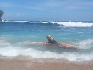 Viral Hiu Tutul 5 Meter Mati Terdampar di Pantai Pangi Blitar