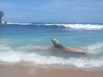 Hiu Tutul Mati Terdampar di Pantai Blitar, Begini Kondisinya