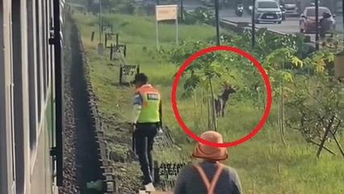 Kijang yang berkeliaran di tepian atau bantaran rel KA di Gedangan, Sidoarjo.