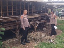 Video: Kambing di Depok Dijagal Misterius, Pemilik Rugi Rp 15 Juta