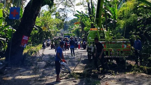 Petugas DLH Karangasem memangkas pohon perindang jalan, Kamis (17/7/2025).