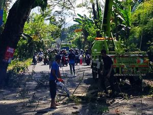 Antisipasi Truk Seruduk Pohon, DLH Karangasem Pangkas Dahan