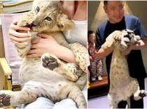 Restoran di China Panen Kritik Usai Tawarkan Ngeteh Bareng Anak Singa