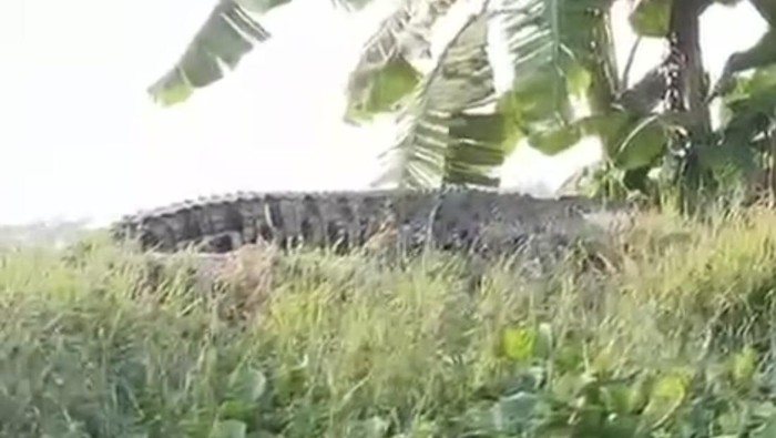 Buaya di Sidoarjo