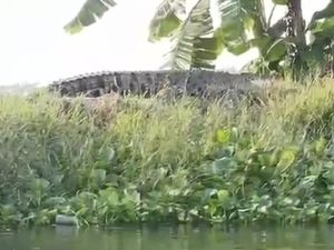 Lagi-lagi Buaya Besar Muncul di Sungai Kepetingan Sidoarjo