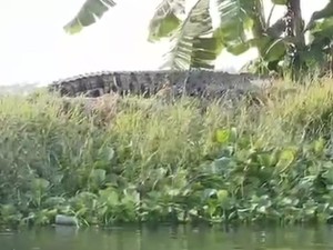 Lagi-lagi Buaya Besar Muncul di Sungai Kepetingan Sidoarjo