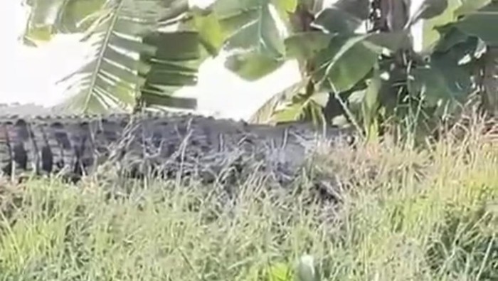 Buaya di Sidoarjo