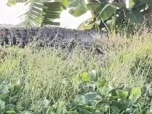 Fakta Terbaru Buaya Sungai Kepetingan Sidoarjo, Terekam Dua Kali dalam Sepekan
