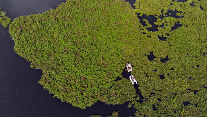 Foto udara petugas Desa Tangguh Bencana (Destana) Gunung Putri mendampingi tim Balai Besar Konservasi Sumber Daya Alam (BKSDA) menggunakan perahu karet saat memantau hama tanaman eceng gondok yang memenuhi Situ Gunung Putri, Kabupaten Bogor,  Jawa Barat, Jumat (18/7/2025). Eceng gondok yang menutupi permukaan situ menyebabkan pendangkalan dan menjadi salah satu penyebab banjir di kawasan tersebut saat terjadi hujan deras, dan penduduk setempat mengharapkan Pemerintah Provinsi Jawa Barat untuk menangani permasalahan tersebut. ANTARA FOTO/Yulius Satria Wijaya/rwa.