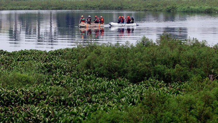 Foto udara petugas Desa Tangguh Bencana (Destana) Gunung Putri mendampingi tim Balai Besar Konservasi Sumber Daya Alam (BKSDA) menggunakan perahu karet saat memantau hama tanaman eceng gondok yang memenuhi Situ Gunung Putri, Kabupaten Bogor,  Jawa Barat, Jumat (18/7/2025). Eceng gondok yang menutupi permukaan situ menyebabkan pendangkalan dan menjadi salah satu penyebab banjir di kawasan tersebut saat terjadi hujan deras, dan penduduk setempat mengharapkan Pemerintah Provinsi Jawa Barat untuk menangani permasalahan tersebut. ANTARA FOTO/Yulius Satria Wijaya/rwa.