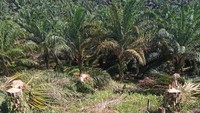 Satgas PKH Ambil Alih 5,9 Juta Ha Hutan Bermasalah, 4,1 Juta Ha ke Agrinas