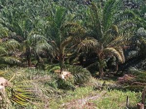 Satgas PKH Kembali Terima Lahan Sawit 415 Ha di TNTN, Langsung Ditumbang