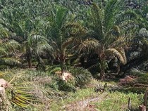 Satgas PKH Ambil Alih 5,9 Juta Ha Hutan Bermasalah, 4,1 Juta Ha ke Agrinas