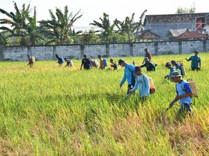 Pemkab Ponorogo Semprot Massal Lahan Sawah Cegah Serangan Wereng Meluas