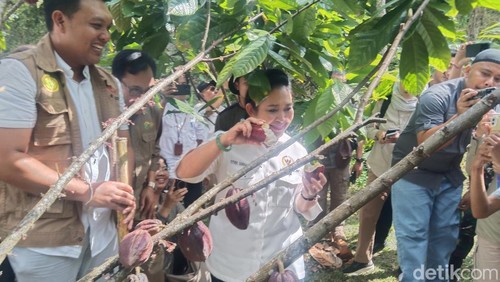 Ketua Komisi IV DPR RI, Siti Hediati Soeharto saat meninjau kebun kakao milik Cau Chocolates di Dusun Cau, Desa Tua, Kecamatan Marga, Tabanan, Jumat (18/7/2025)
