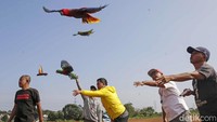 Perjalanan Albi di dunia perburungan dimulai tahun 2016. Ia pertama kali membeli burung betet murah hanya untuk coba-coba. Tapi dari sanalah semua berubah.