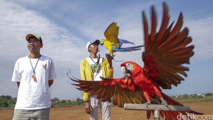 Dari Mekanik Motor ke Pelatih Burung Makau: Kisah Albi dan Pasukan Parrotnya

Siapa sangka, seorang mantan mekanik motor bisa jadi pelatih burung makau yang sukses? Albi Albar Ramli, pria kelahiran 1992, membuktikan bahwa hidup bisa berputar drastis asal dijalani dengan niat dan konsistensi. Padahal dulunya, melihat ayam saja Albi bisa geli setengah mati. Tapi kini, ia mengasuh dan melatih 16 ekor burung makau berbagai jenis dengan penuh percaya diri dan kebanggaan.

Perjalanan Albi di dunia perburungan dimulai tahun 2016. Ia pertama kali membeli burung betet murah hanya untuk coba-coba. Tapi dari sanalah semua berubah. Dari betet, ia belajar dasar-dasar pelatihan burung. Lalu berkembang ke patagonian dan valeg. Baru pada 2019, Albi mulai menyentuh kelas berat: burung makau. Jenis-jenis seperti blue and gold macaw, green wing, scarlet, milna, hingga shamrock, shamlet, dan ferde kini jadi koleksi harian yang dilatihnya.

Burung-burung asuhan Albi tak cuma jinak dan cantik, tapi juga kompetitif. Mereka sering ikut lomba dengan berbagai kategori seperti obedience (3 menit), solo performance (15 menit), aksi berkelompok alias flock (lebih dari 10 menit), bahkan long duration selama berjam-jam. Salah satu burungnya, Chika, baru saja membawa pulang gelar juara dari kompetisi lokal.

Albi tak bekerja sendiri. Ia dibantu dua asistennya, Satria dan Rizky Setiawan. Mereka juga aktif di komunitas Free Fly Depok (FFD), komunitas yang menaungi 51 anggota penggemar burung bebas terlatih. Buat Albi, ini bukan sekadar pekerjaan. Ini tentang mencari kebahagiaan, membangun hubungan dengan makhluk hidup, dan tentu saja, mencari rezeki. Filosofinya sederhana: “Jalanin dulu aja.” Dan siapa sangka, jalan sederhana itu membawanya terbang tinggi bersama burung-burungnya.