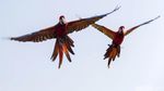Dari Bengkel ke Langit: Kisah Albi dan Pasukan Parrotnya
