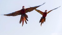 Dari betet, ia belajar dasar-dasar pelatihan burung. Lalu berkembang ke patagonian dan valeg. Baru pada 2019, Albi mulai menyentuh kelas berat: burung macaw. Jenis-jenis seperti blue and gold macaw, green wing, scarlet, milna, hingga shamrock, shamlet, dan ferde kini jadi koleksi harian yang dilatihnya.