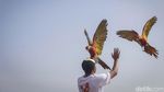 Dari Bengkel ke Langit: Kisah Albi dan Pasukan Parrotnya