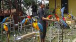 Dari Bengkel ke Langit: Kisah Albi dan Pasukan Parrotnya