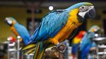 Dari Bengkel ke Langit: Kisah Albi dan Pasukan Parrotnya