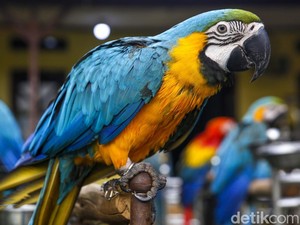 Suara Burung Gak Kena Royalti, Kalau...