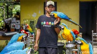 Buat Albi, ini bukan sekadar pekerjaan. Ini tentang mencari kebahagiaan, membangun hubungan dengan makhluk hidup, dan tentu saja, mencari rezeki. Filosofinya sederhana: “Jalanin dulu aja.” Dan siapa sangka, jalan sederhana itu membawanya terbang tinggi bersama burung-burungnya.