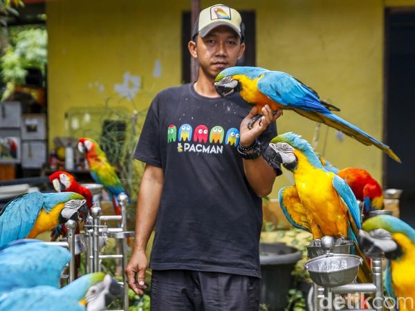 Dari Bengkel ke Langit: Kisah Albi dan Pasukan Parrotnya