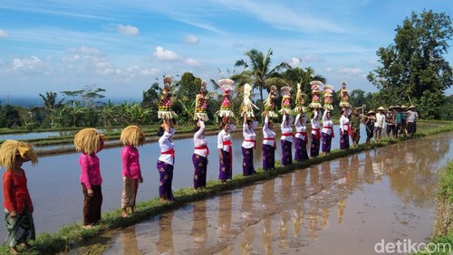 Festival Jatiluwih kembali digelar di Daya Tarik Wisata (DTW) Jatiluwih, Kecamatan Penebel, Tabanan, Bali, Sabtu (19/7/2025). (Foto: Krisna Pradipta/detikBali)
