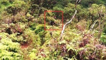 Swafoto yang diposting oleh Daylenn Pua pada 24 Februari 2015. Hanya dua hari kemudian, ia menghilang saat mendaki Tangga Haiku di Hawaii. Selama pendakian, ia mengirimkan banyak foto kepada neneknya. Salah satunya tampak menunjukkan seorang pria mengikutinya. Keluarga meminta bantuan publik dan siapa pun yang mengenali pria itu untuk datang. Hingga hari ini, ia atau jasadnya tidak pernah ditemukan, dan apa yang terjadi padanya serta identitas pria aneh di foto tersebut tetap menjadi misteri. Foto: Boredpanda
