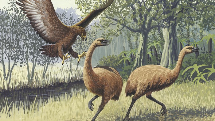 Ilustrasi elang menyerang burung moa raksasa di Selandia Baru