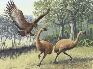 Ilmuwan Ingin Hidupkan Lagi Burung Purba Raksasa