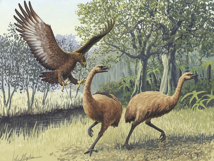 Ilustrasi elang menyerang burung moa raksasa di Selandia Baru
