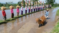 Kegiatan yang digelar pada 19-20 Juli di objek wisata yang telah ditetapkan UNESCO sebagai warisan budaya dunia tersebut mengusung tema Grow With Nature dengan menampilkan berbagai atraksi budaya tradisional, kuliner khas desa, dan potensi kearifan lokal untuk meningkatkan jumlah kunjungan wisatawan. Foto: ANTARA FOTO/NYOMAN HENDRA WIBOWO