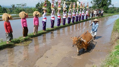 Jatiluwih Festival 2025: Rayakan Harmoni Budaya dan Alam di Bali