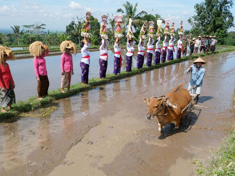 Jatiluwih Festival 2025: Rayakan Harmoni Budaya dan Alam di Bali