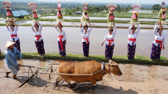 Sejumlah warga menampilkan tradisi pertanian saat pembukaan Jatiluwih Festival 2025 di Desa Wisata Jatiluwih, Tabanan, Bali, Sabtu (19/7/2025). Kegiatan yang digelar pada 19-20 Juli di objek wisata yang telah ditetapkan UNESCO sebagai warisan budaya dunia tersebut mengusung tema Grow With Nature dengan menampilkan berbagai atraksi budaya tradisional, kuliner khas desa, dan potensi kearifan lokal untuk meningkatkan jumlah kunjungan wisatawan. ANTARA FOTO/Nyoman Hendra Wibowo/nz