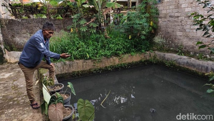 Kolam ikan yang diduga tercemar limbah.